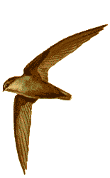 A Bird/Ornithopter Image